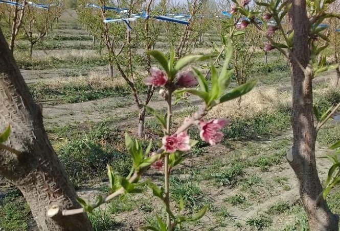 Lanzan el primer alerta para el control de Grafolita Oasis Norte, Este, Sur y Valle de Uco