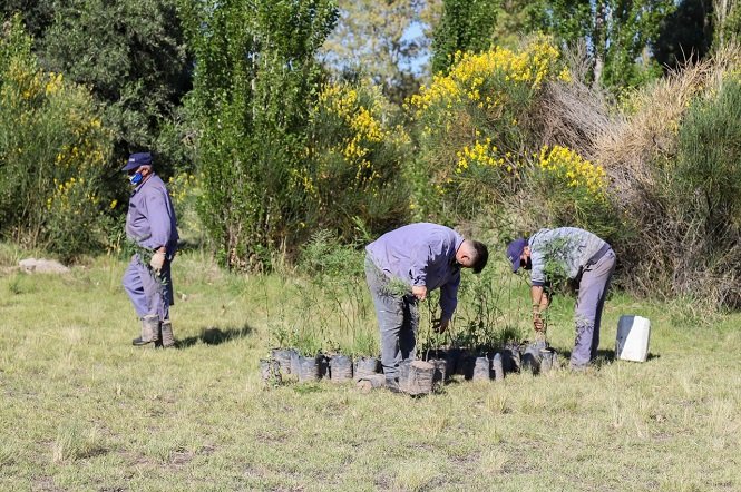 Plan de forestación: Más árboles para parques, paseos y espacios públicos de ciudad y distritos
