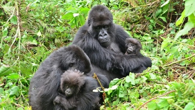 Sorpresa y preocupación: dos gorilas se contagiaron de coronavirus