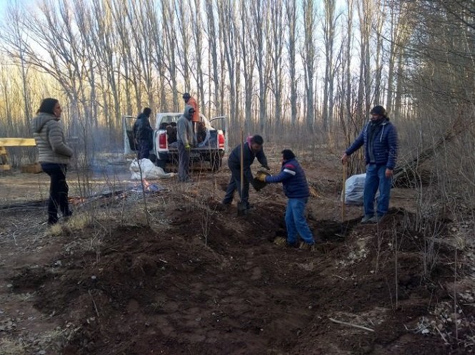 Ambiente entregó 30.000 estacas de álamos para futuras forestaciones en General Alvear