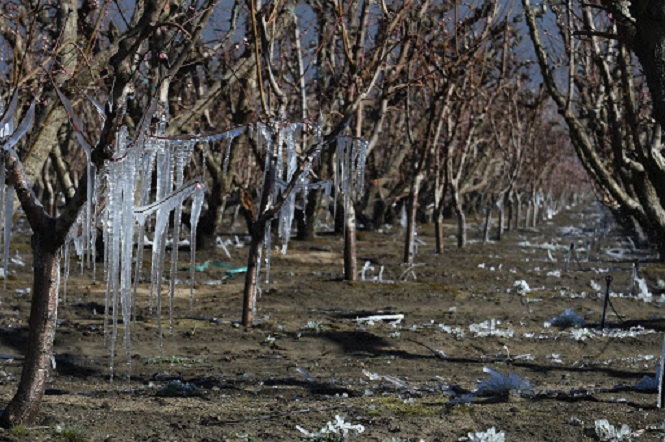 Seguro Agrícola: el plazo para adherir vence el 31 de agosto