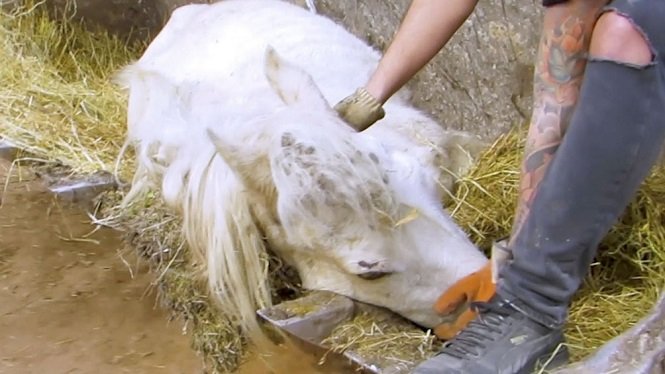 Grupos conservacionistas piden que se contemple a los animales como sujetos de derecho