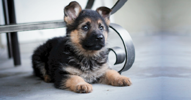 La ciencia confirma que los perros pueden identificar si alguien es una mala persona